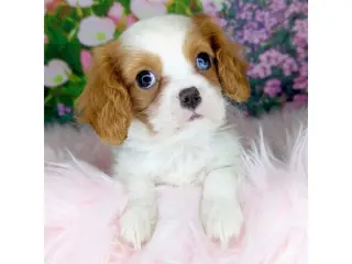 cavalier king charles spaniel puppies