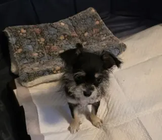 Perrita chizer negrita