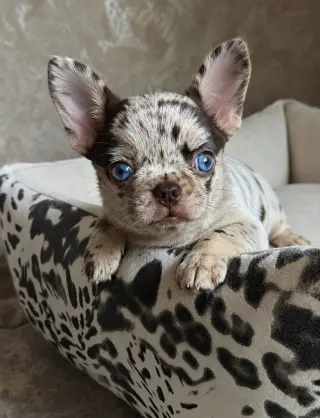 Adorable Cachorro Chihuahua Merle en Venta