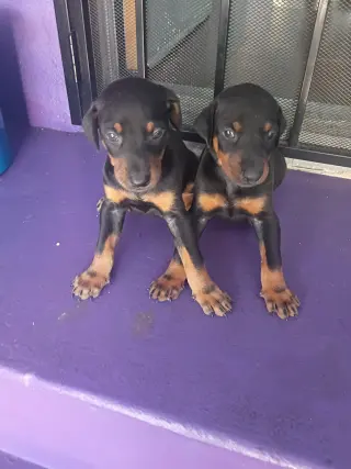 Perros en adopcion