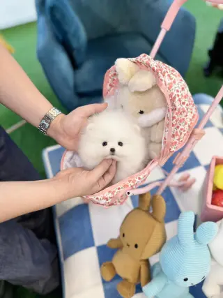Pure breed puppies