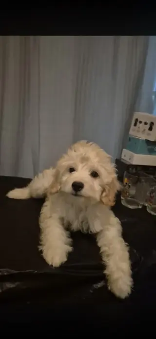 Lindo cachorro male
