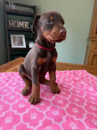 Doberman Puppies Looking for Loving Forever Homes