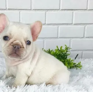 French bulldog puppies available for adoption