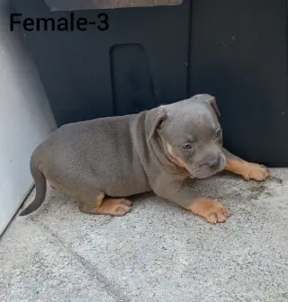 American Bully Puppies