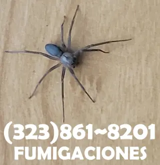 FUMIGACIONES TODO SUR DE CALIFORNIA.-