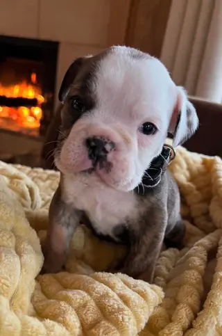 Adorable Cachorro Bulldog Inglés en Venta