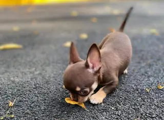 Hermoso Cachorro Chihuahua en Venta