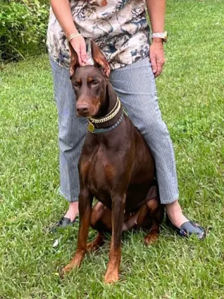 Female Doberman very sweet one.