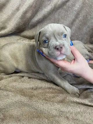 Adorables Cachorros en Venta