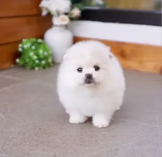 Pomeranian puppies