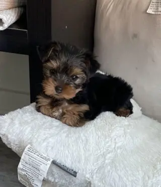 Healthy Adorable Teacup Yorkie Puppies Looking for a Loving Forever Home