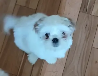 Only 2 male white Shih tzu puppies left born on February 3