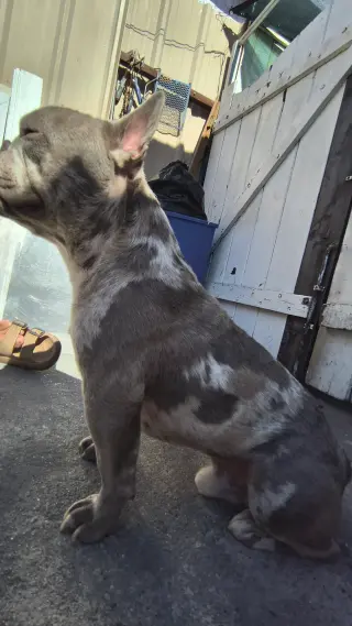 Frenchie macho