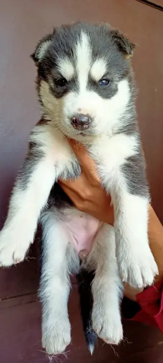 Cachorros Husky Siberiano
