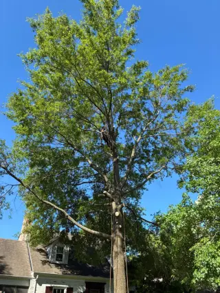 Benigno Perez Tree Services