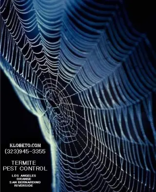 FUMIGACIONES 🦇 🎃 HALLOWEEN  🦇 🎃 24/7.~