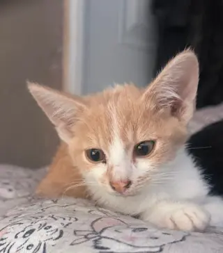 HERMOSA GATITA BUSCA HOGAR