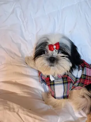 Shihtzus