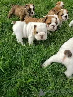 english bull dogs  Strong, healthy