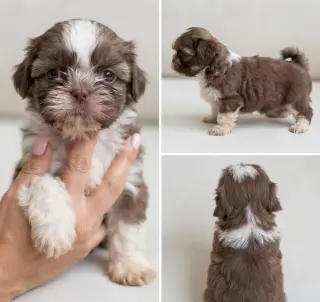 BELLA SHIH TZU DISPONIBLE