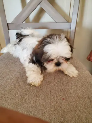 Shih-tzu