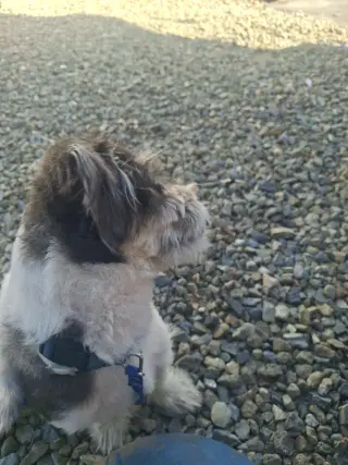 Perrito para adoptarlo