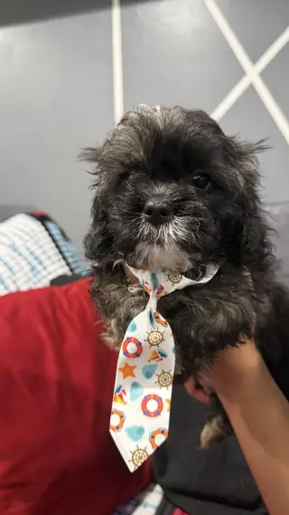 Perro’s Shih Tzu