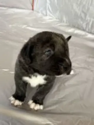 Cachorros guardianes de ganado en venta