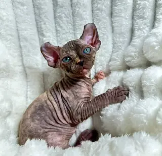Beautiful sphynx kitten