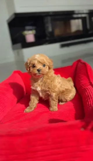 Cachorra de Caniche Toy