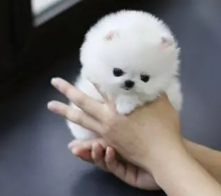 Pure breed puppies for sale