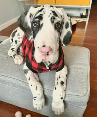 Adorable Male great dane puppy