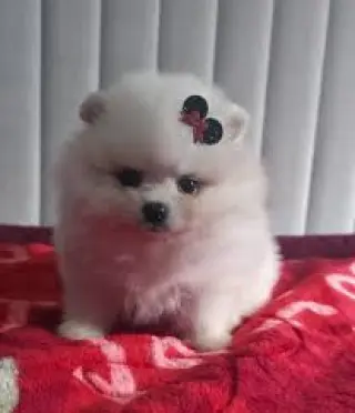 Pomerania Unos Lindos Cachorros