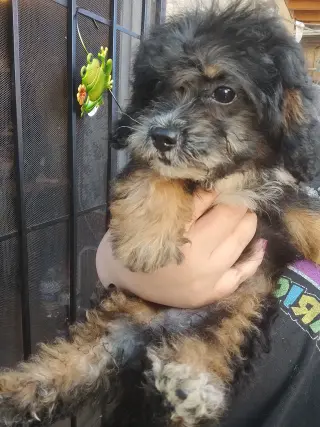 Perritos Mini Poodle y Terrier