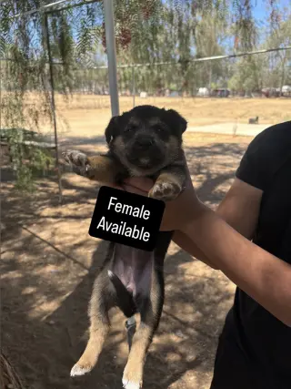 Cachorros que buscan amorosos para siempre