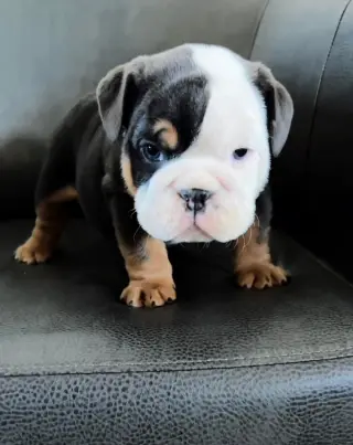 Adorable Cachorro Bulldog Inglés en Venta