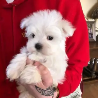 Adorable Maltese Puppies Looking for Their Forever Homes