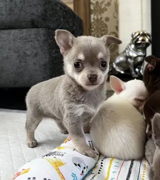 Chihuahua puppies for adoption