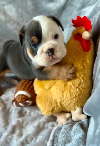 Perrito Adorable con Juguete de Peluche en Venta