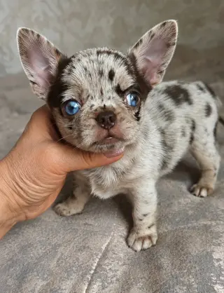 Adorable Cachorro Chihuahua Merle en Venta