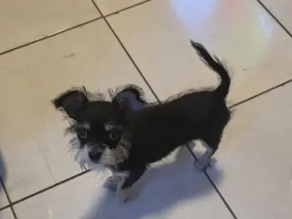 Perrita chizer negrita