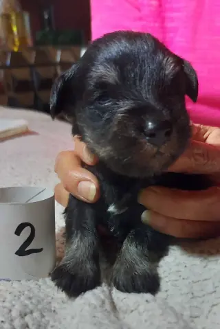 Miniature schnauzer puppies