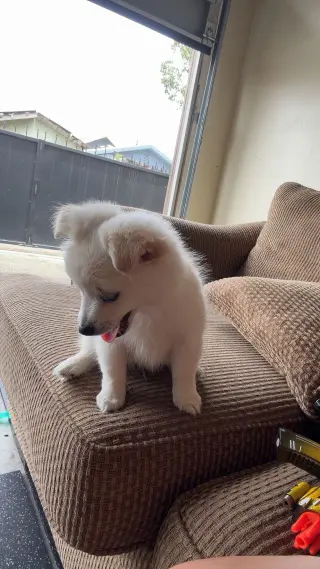 Hermoso Cachorro en Venta – Muy Cariñoso