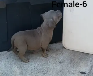 American Bully Puppies