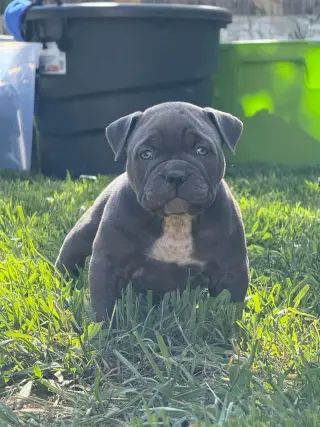 Lindos Cachorros Pitbull