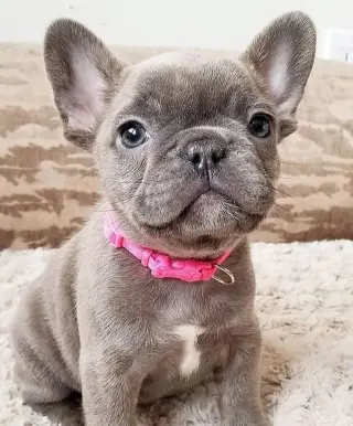 Adorable Cachorro de Bulldog Francés en Venta
