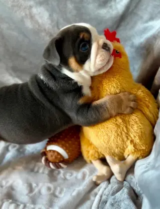 Perrito Adorable con Juguete de Peluche en Venta