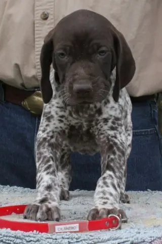 GERMAN SHORT-HAIR Pointer Puppies