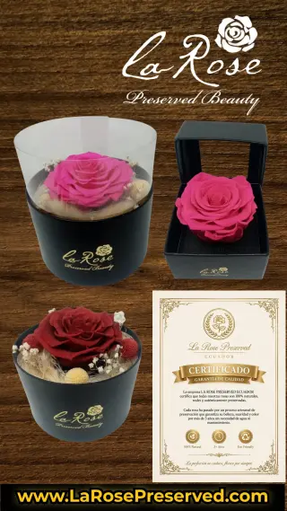 WholeSale Eternal Roses Supplier Exporters Ecuador Premium Preserved Roses